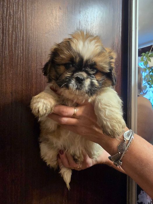 suczka shih tzu czeka na ciebie