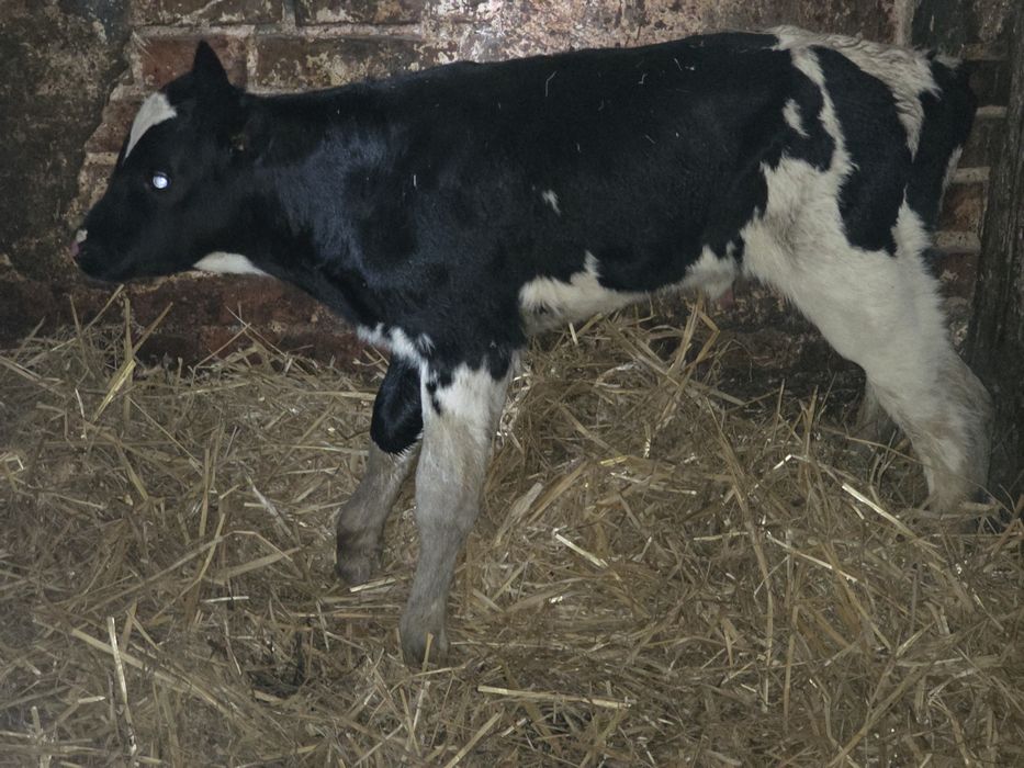 Byczek biało-czarny cielak