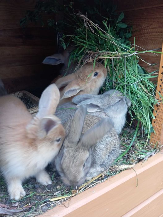 Króliki młode królik mieszaniec klapiok srokacz niebieski