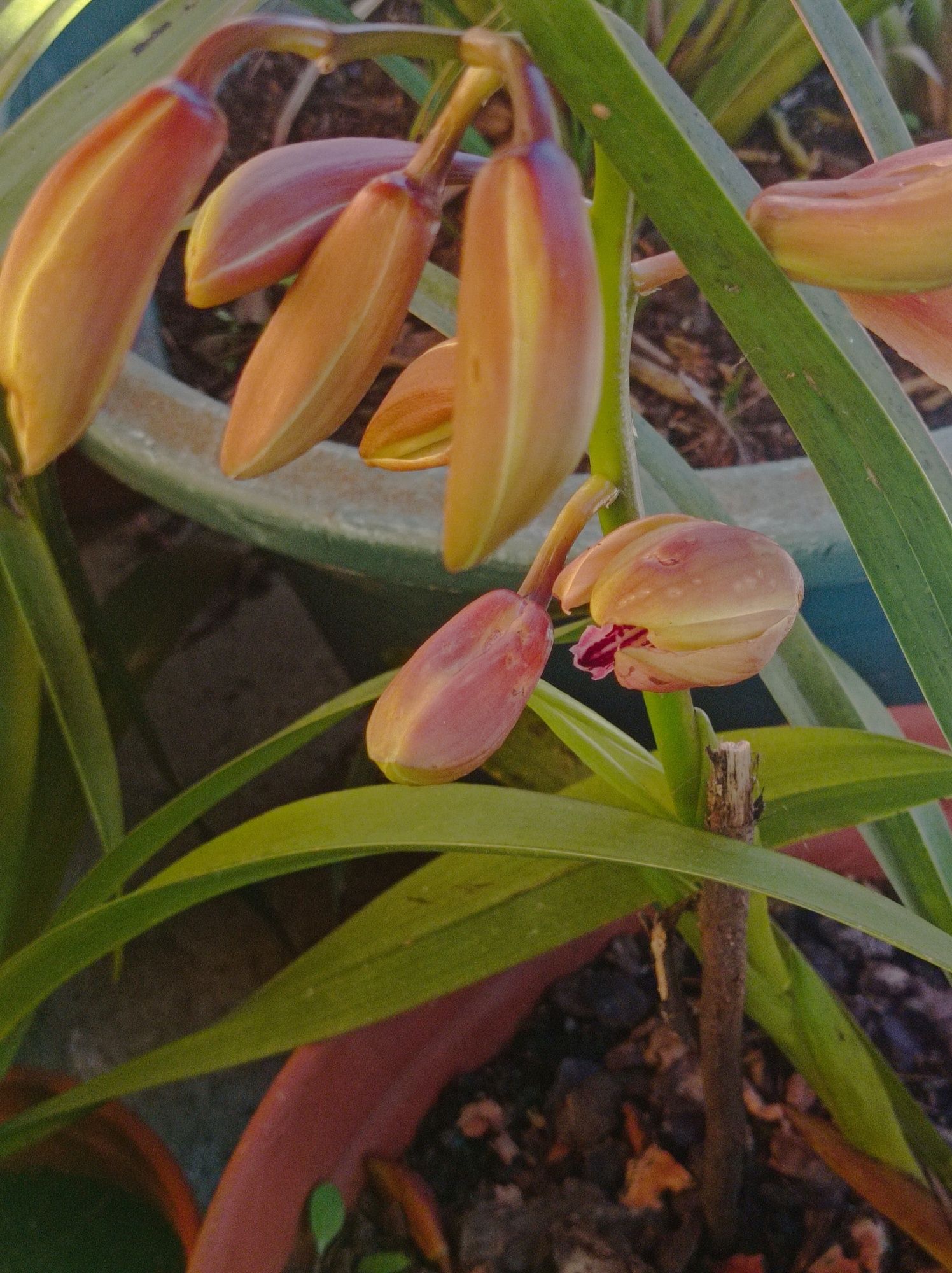 Bolbos Orquídeas