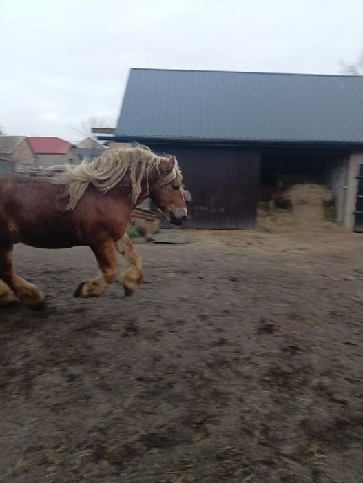 Sprzedam ogiera sokólskiego