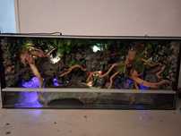 Sprzedam terrarium dla różnych gatunków węży