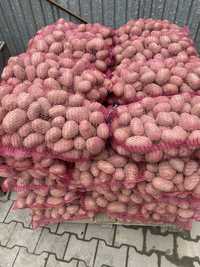 Sprzedam ziemniaki Red Sonia w kalibrażu 50+ pakowane w worki 15kg