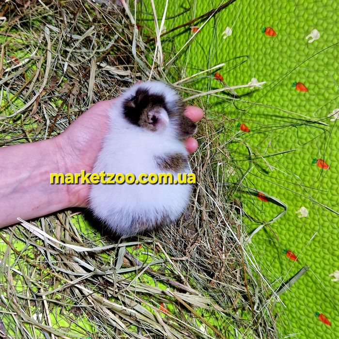 Мини кролик міні карликовий карликовый,карликові,карликовые левоголови