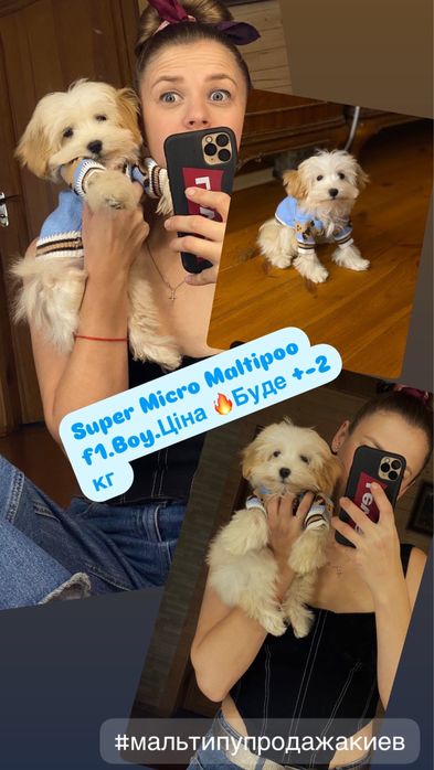 Мальтипу ф1 Boy