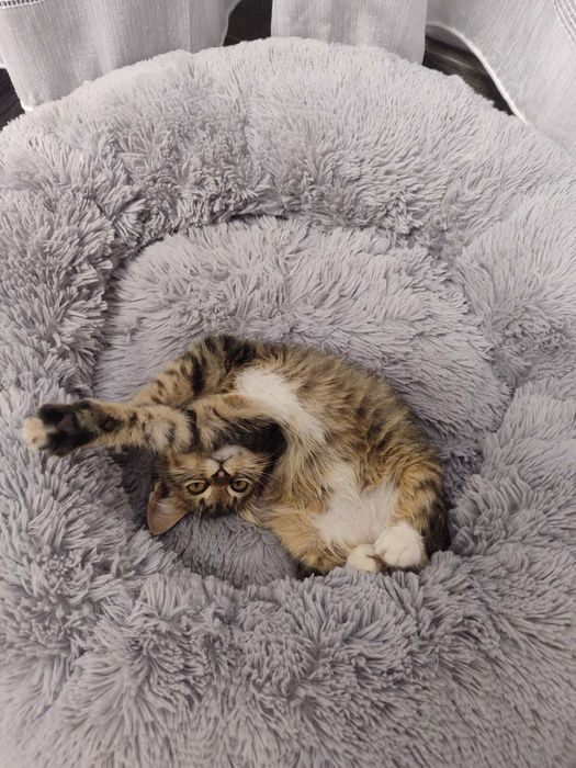 Котик в добрі ручки