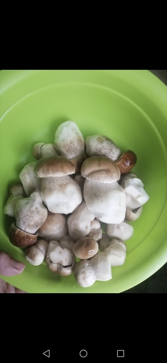 Білі гриби мариновані шушені