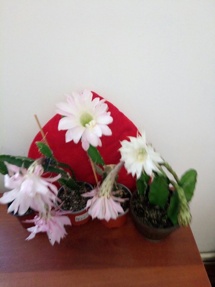 Питахайа комнатная цветёт и плодоносит в квартире