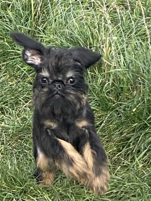 Бельгійський гріффон КСУ