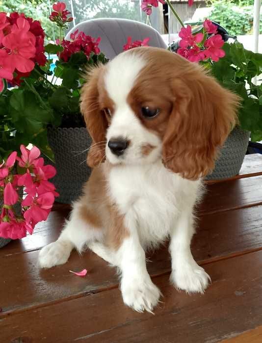 Cavalier King Charles Spaniel