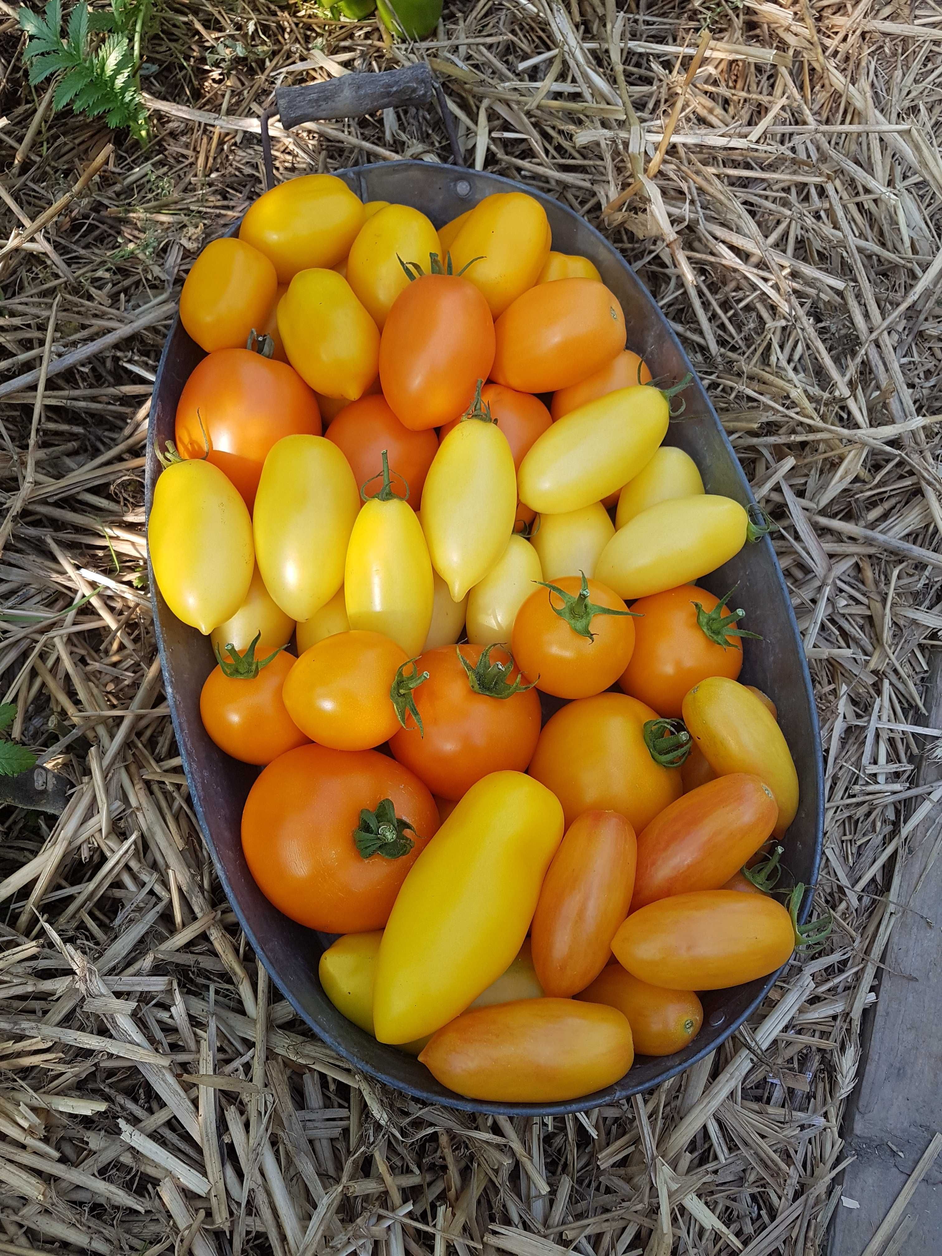 Sadzonki pomidorów kolekcjonerskich pomidory kolorowe czarne fioletowe