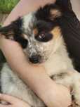 Border collie tricolor merle!