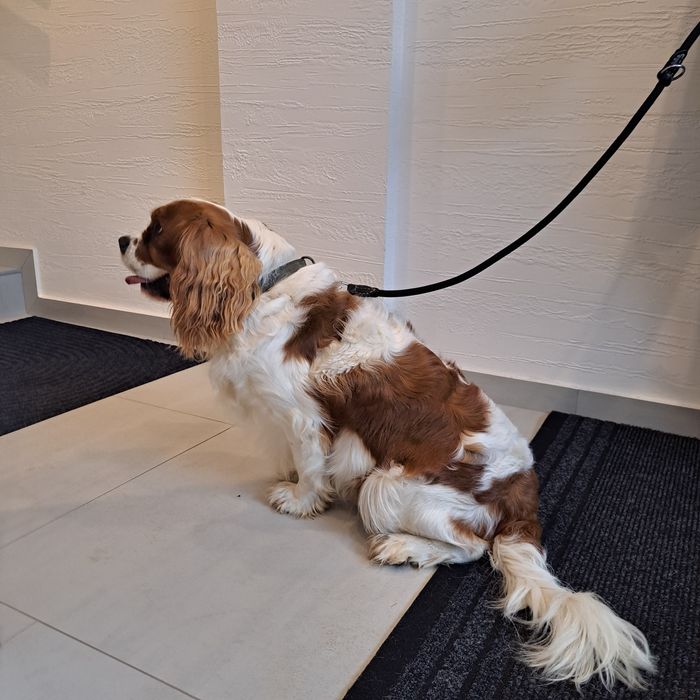 Cavalier King Charles Spaniel Pies