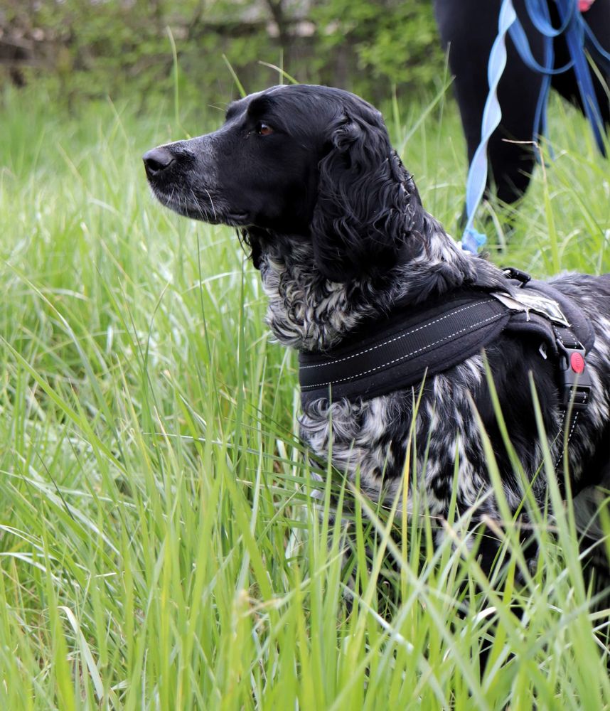 Lejdi szuka domu mix springer spaniel 1,5 roku