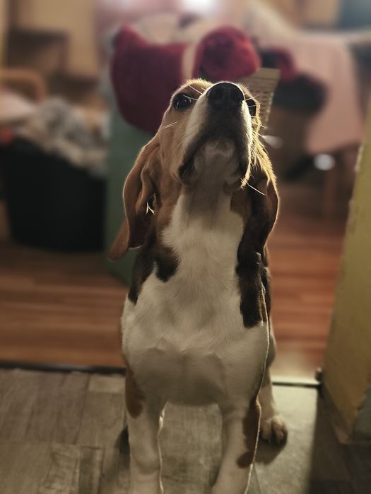Filhote Beagle fêmea