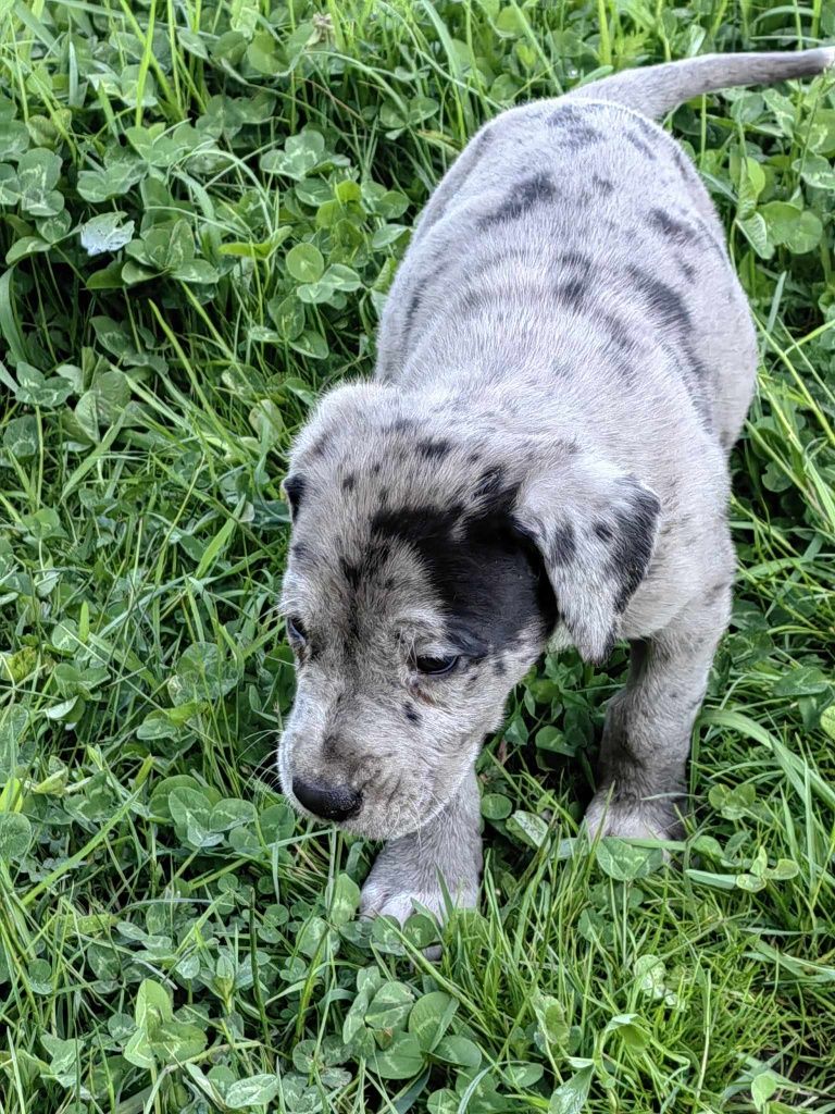 Szczenię dog niemiecki merle z metryczką