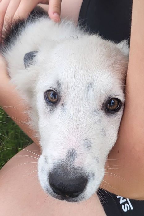Border Collie- szczeniaczek, Zen- chip, rodowód, WKU, PPK