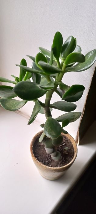 Грошове дерево.Толстянка.