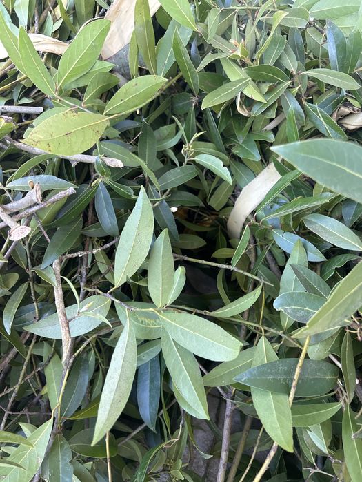 Folha de louro biologico