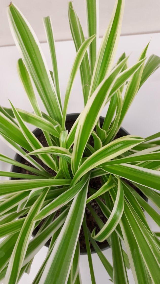 Zielistka Chlorophytum kwiat doniczkowy