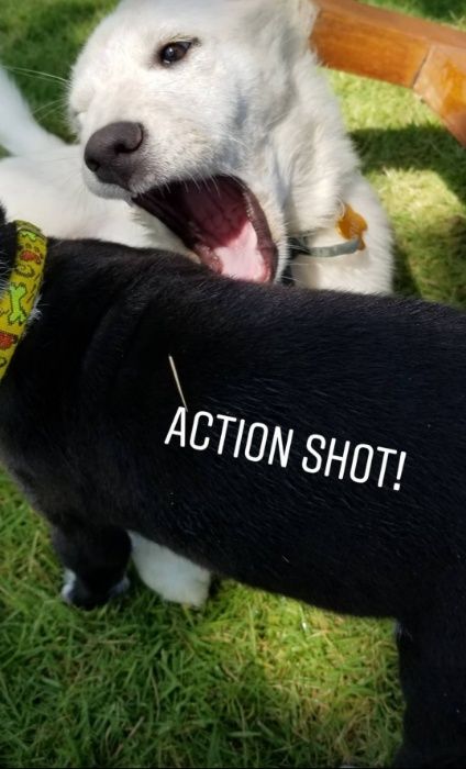 Травосмесь прочная газонная для дачи Выносливый газон семена тень