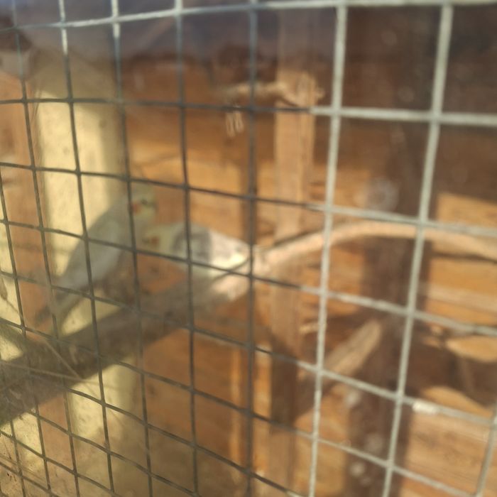 Papugi Nimfy iFaliste Likwidacja