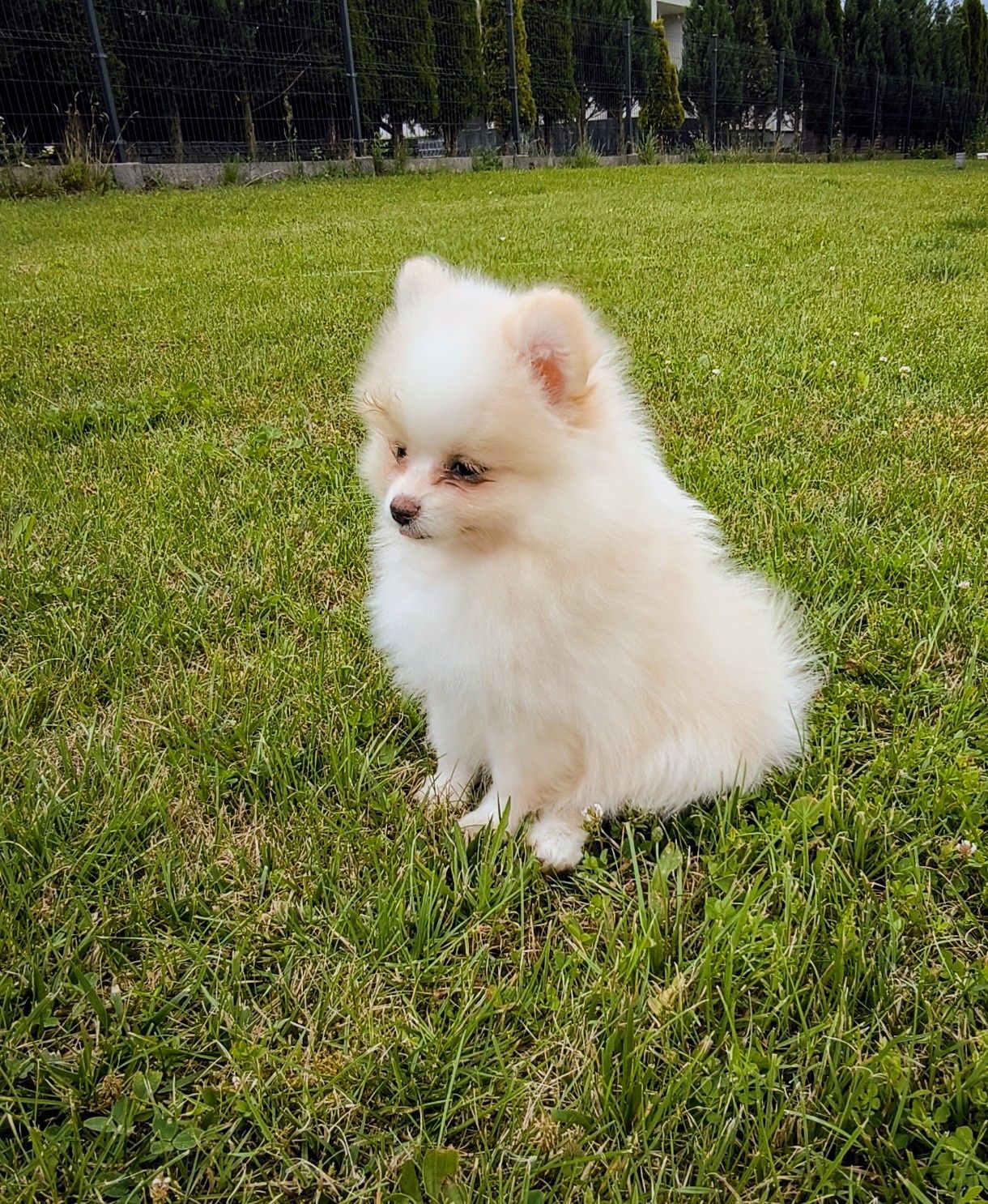 Szpic miniaturowy pomeranian biała latte dziewczynka