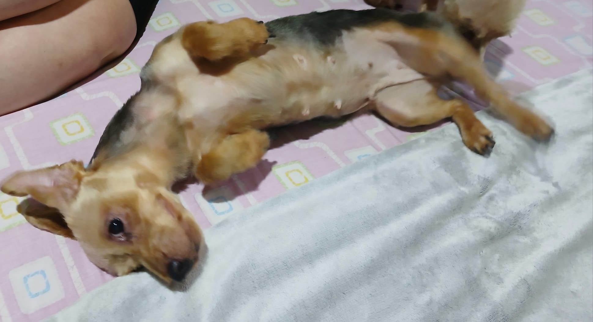 Yorkshires para adopção