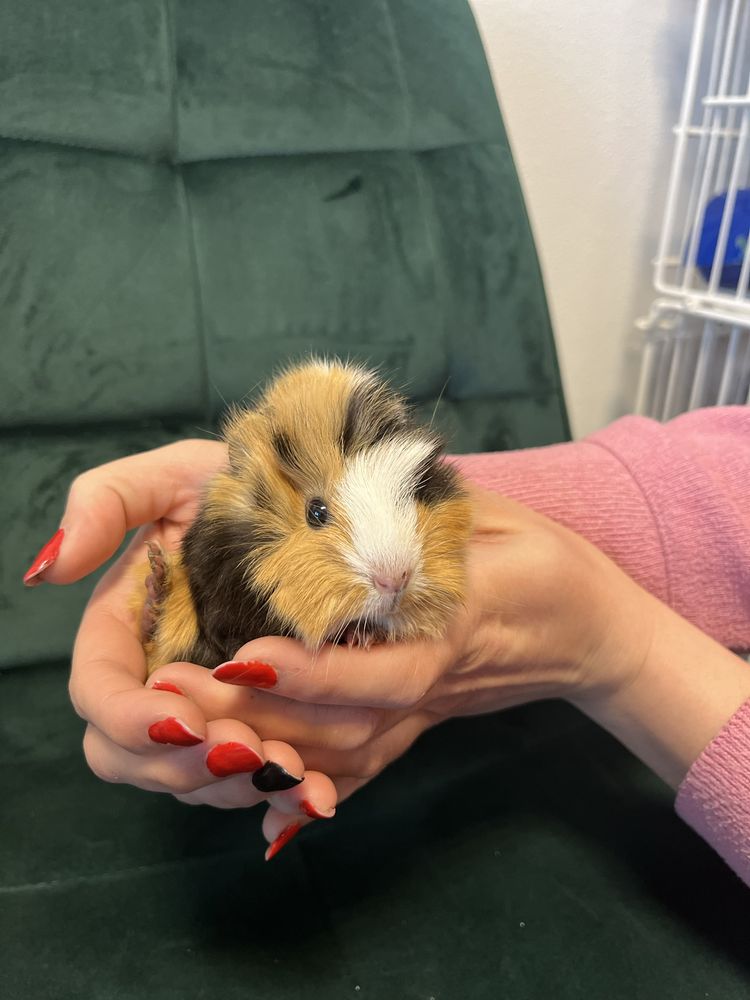 Świnka Morska Cavia Domowa