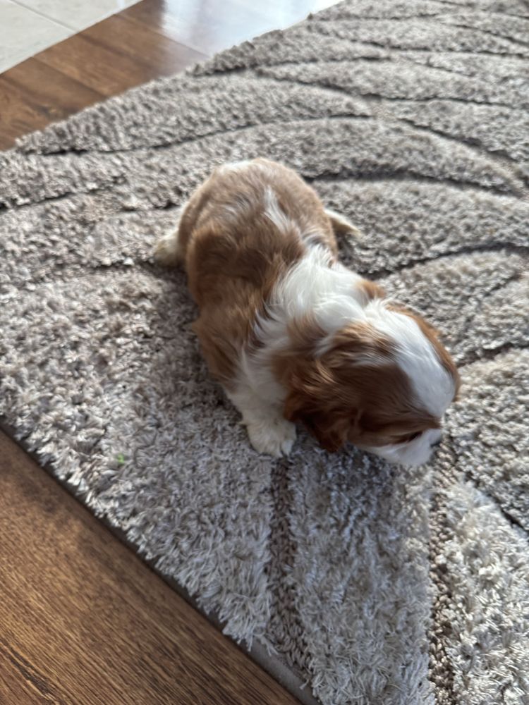 Cudowny Piesek Cavalier Blenheim,Chip,Rodowód,Książeczka,Wyprawka!!