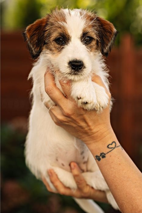 Jack Russell Terrier szorstkowłosy