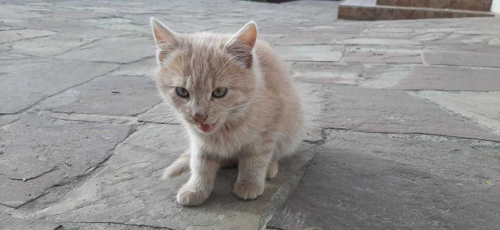 Кошенята в добрі руки безкоштовно