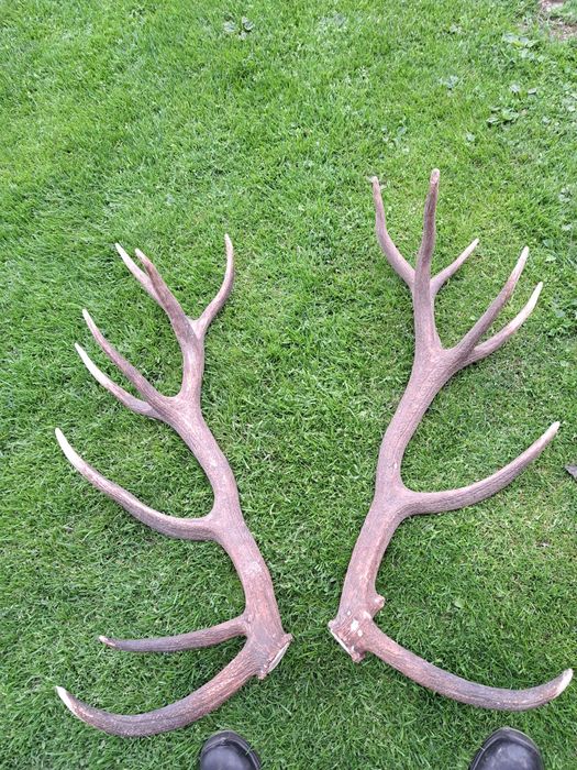 8,6 kg para poroże rogi zrzuty