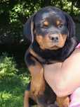 Rottweiler śliczne szczenię FCI