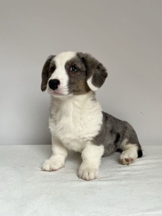 Welsh Corgi Cardigan - sunia blue merle