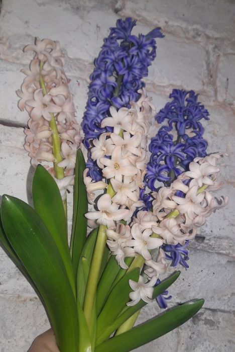 Гіацинт. Крокус. Голландія