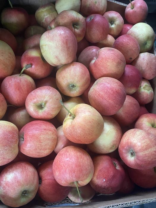 Продам яблука\ яблоки домашні