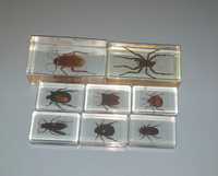 Vendo coleção de insetos em resina