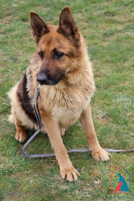 Piękna sunia owczarka niem. - spokojna, łagodna, delikatna - adoptuj