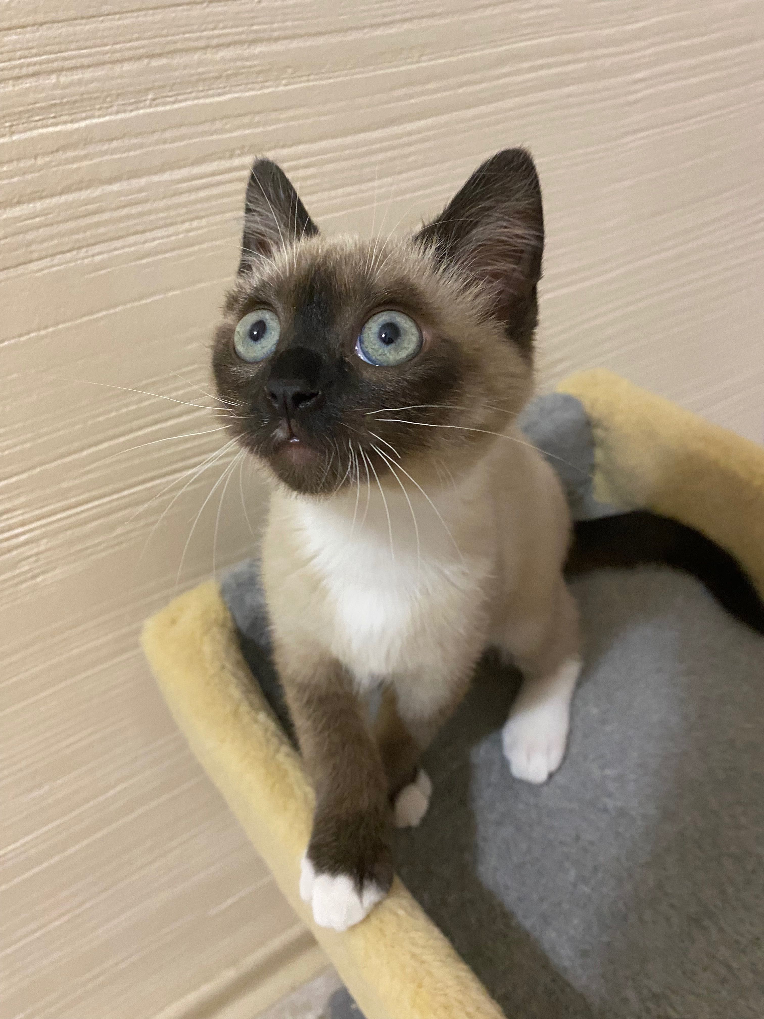 Кошеня, котиня, кішка .