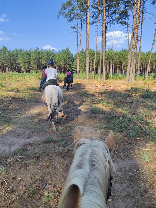 Współdzierżawa koni