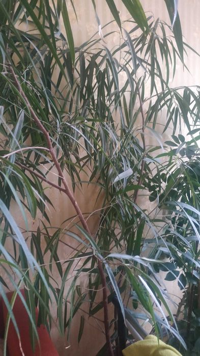 Продам фикус Али