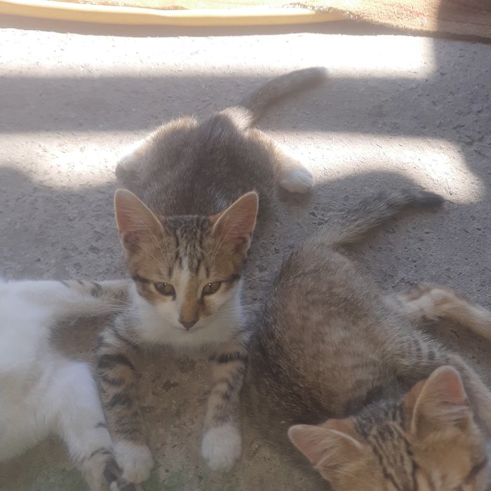 Отдам котят в хорошие руки бесплатно