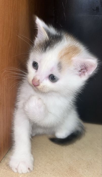 Dwie słodkie kotki do oddania za darmo, pilnie szukają nowego domu!