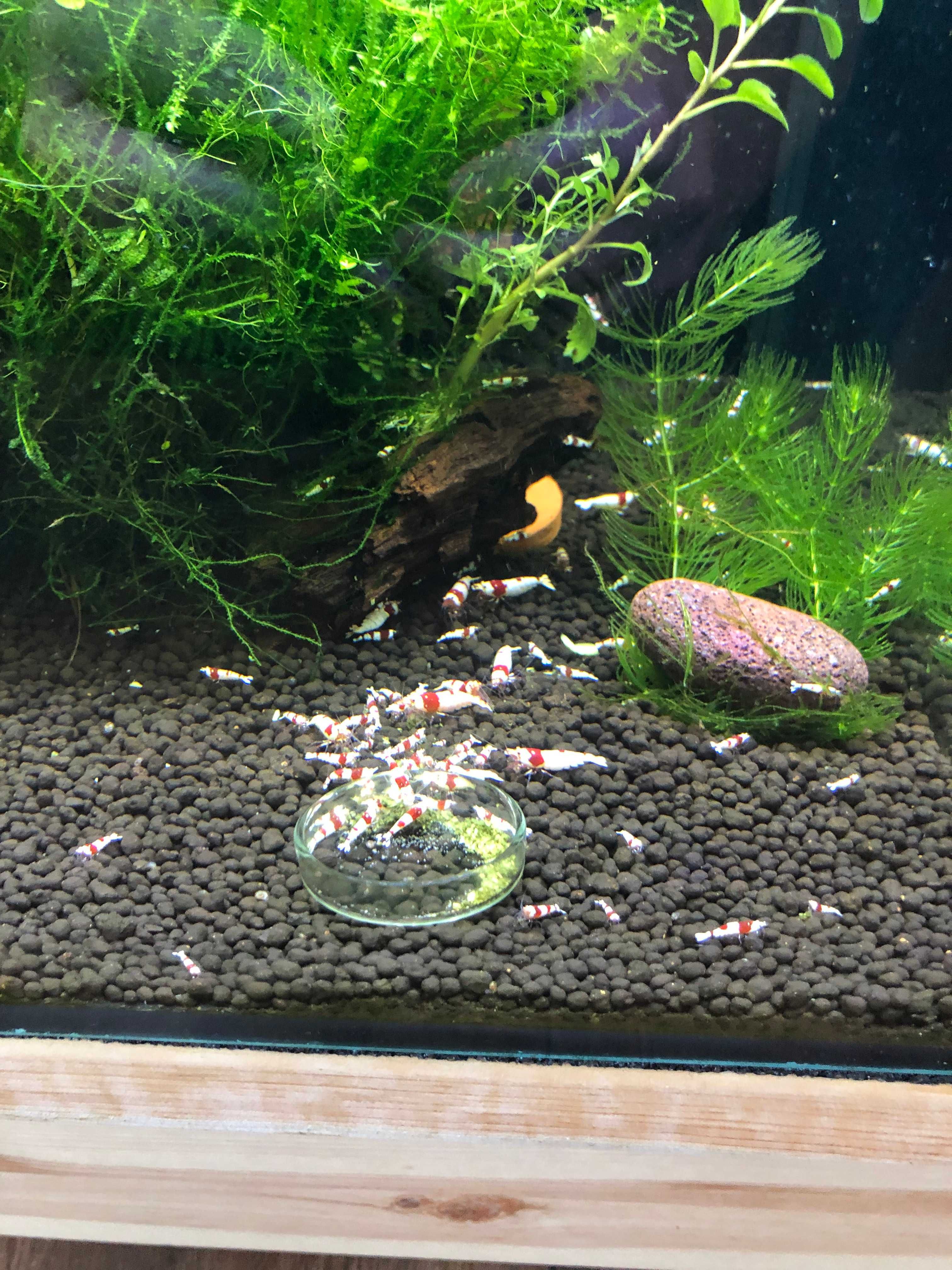 Stabilne krewetkarium