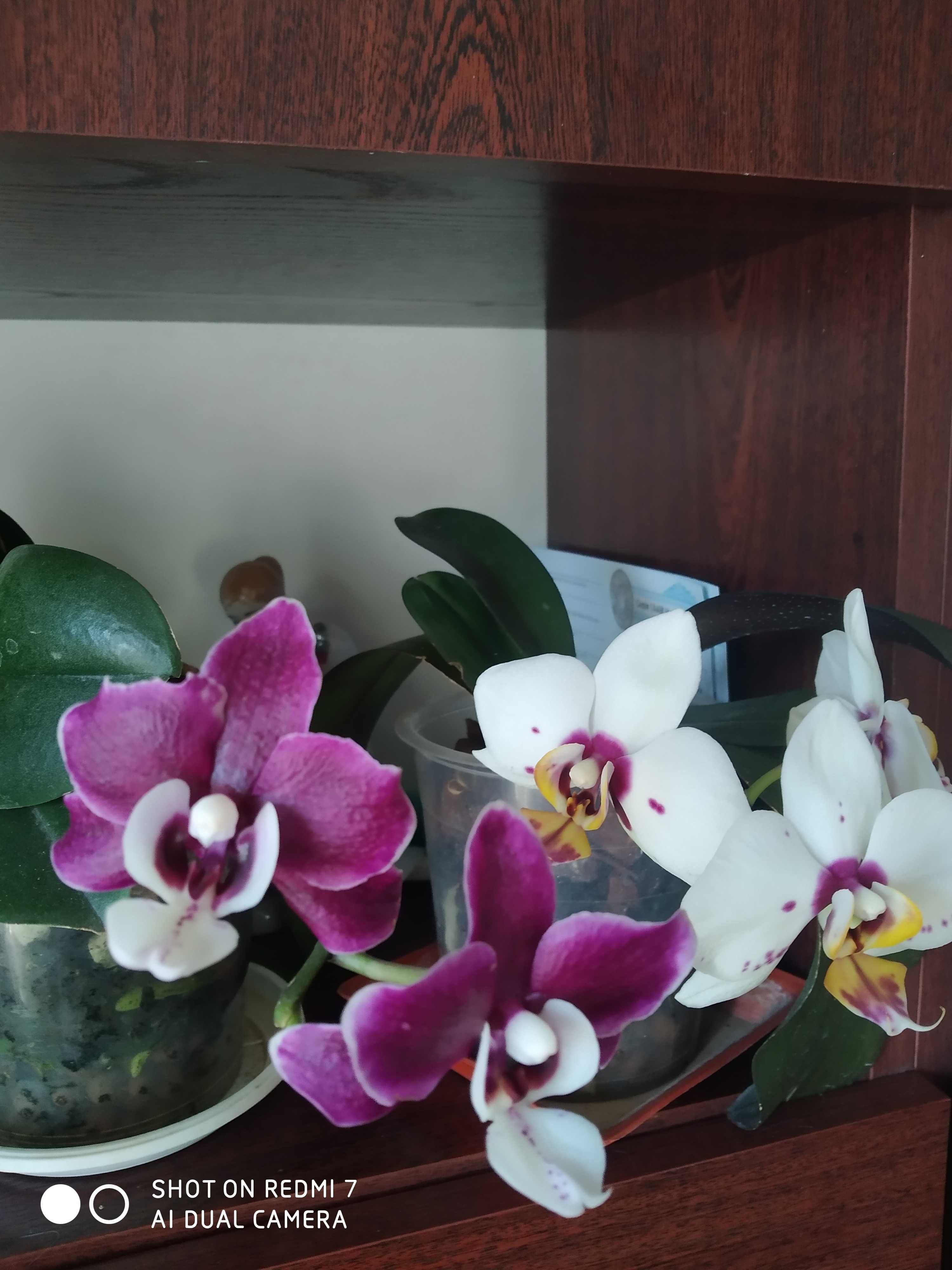 Продам фіалки та орхідеї