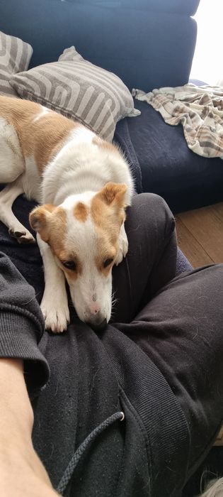 Młoda sunia do adopcji