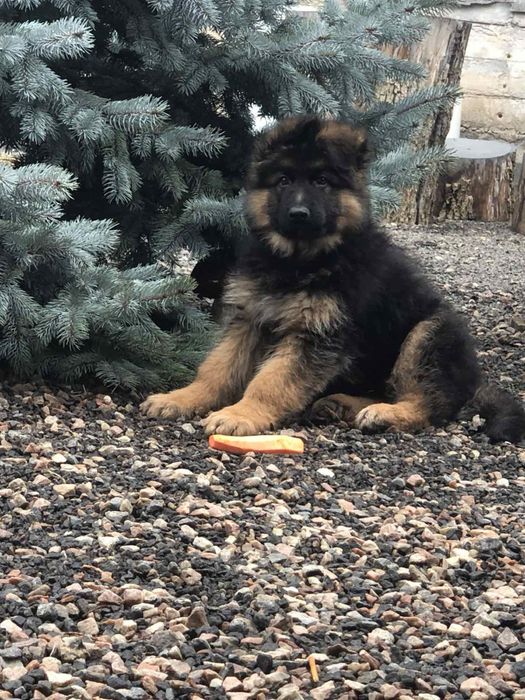 Щенки немецкой овчарки