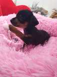 Pinscher miniatura