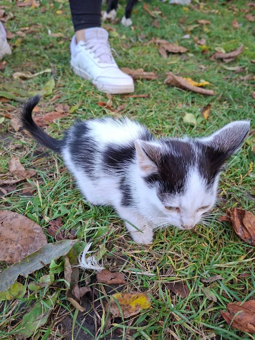 Oddam za darmo kotka